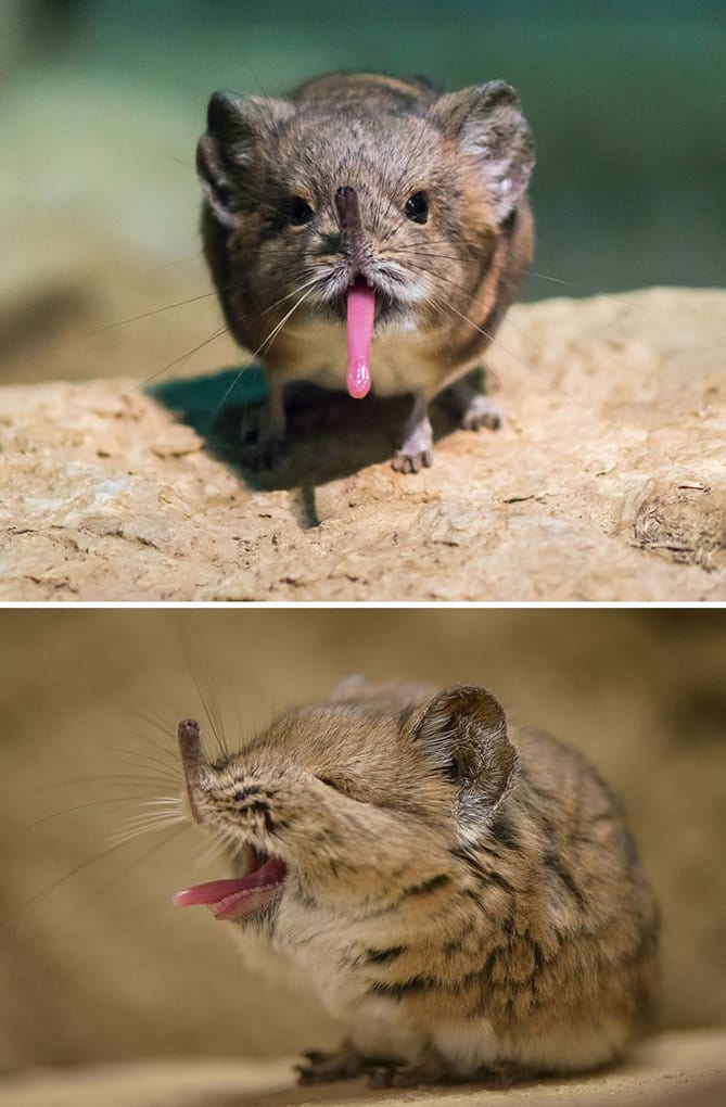 Baby Elephant Shrew