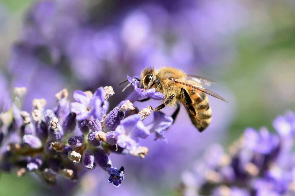 В Рязани массово гибнут пчелы