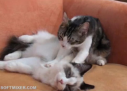 Кошачий массаж: почему они делают это? домашний очаг,коты,массаж,питомцы