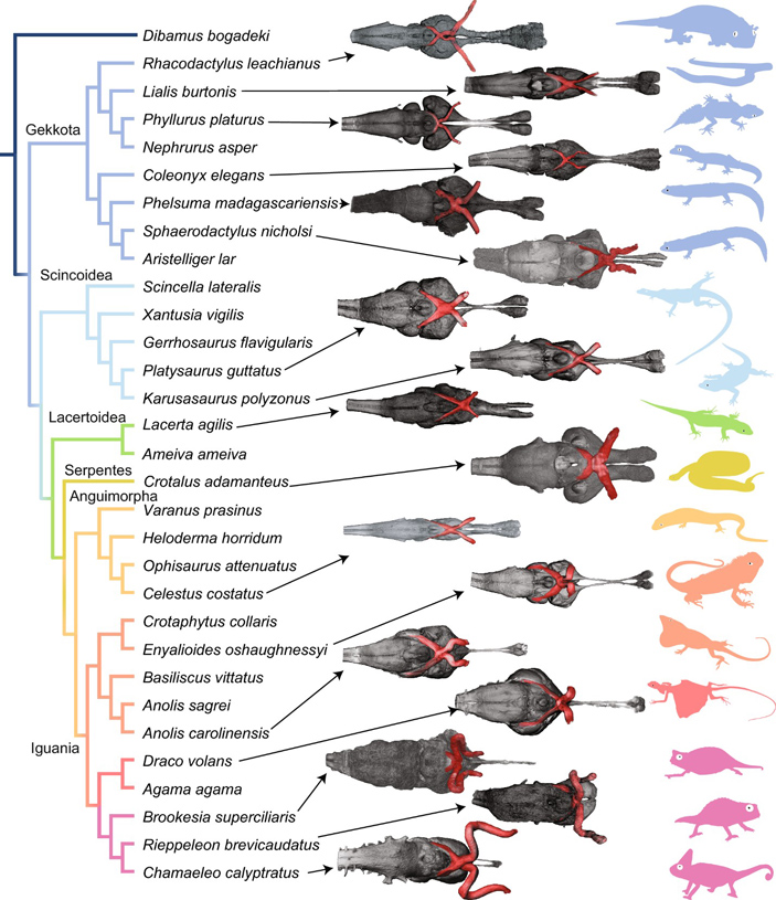 Рис. 4. Филогенетические связи и трехмерная визуализация мозга 17 видов чешуйчатых
