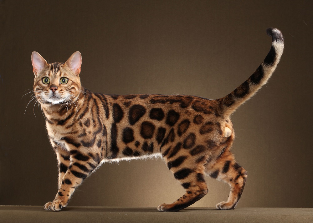 15 самых популярных пород кошек и их происхождение домашние животные,наши любимцы