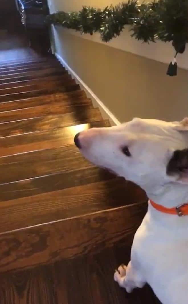 Пес на ступеньках