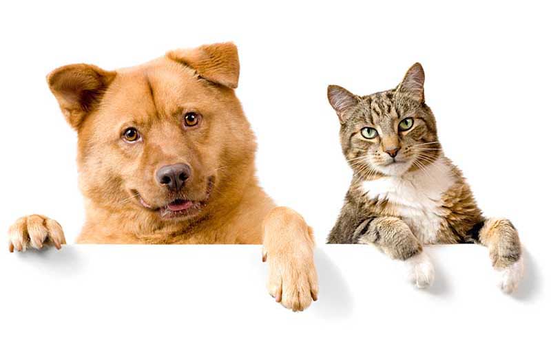 Кошка и собака в одном доме: как подружить кошку с собакой | Зоомагазин  низких цен ЛавПетс