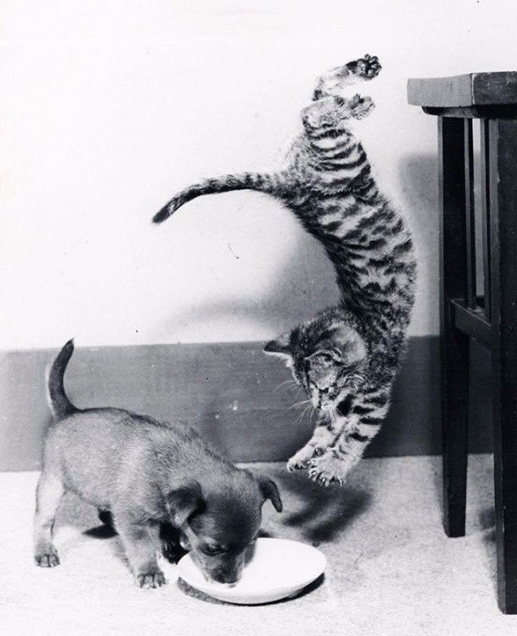 16 удачных кадров, сделанных за мгновение до...