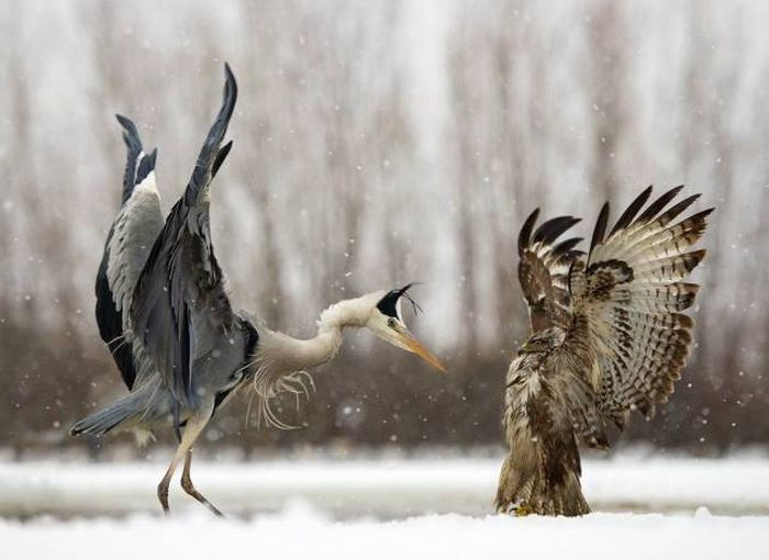 Подборка картинок. Дневной выпуск (54 фото)