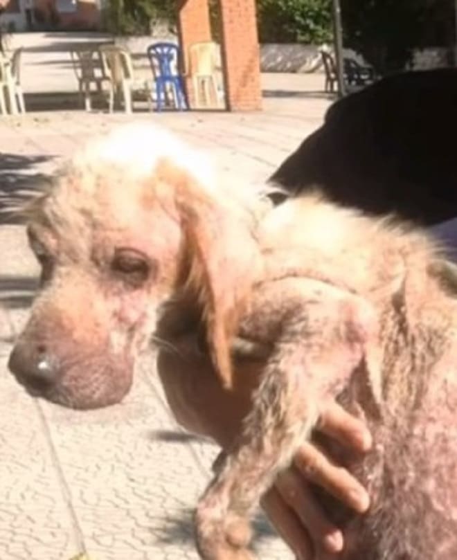 Бездомная собака