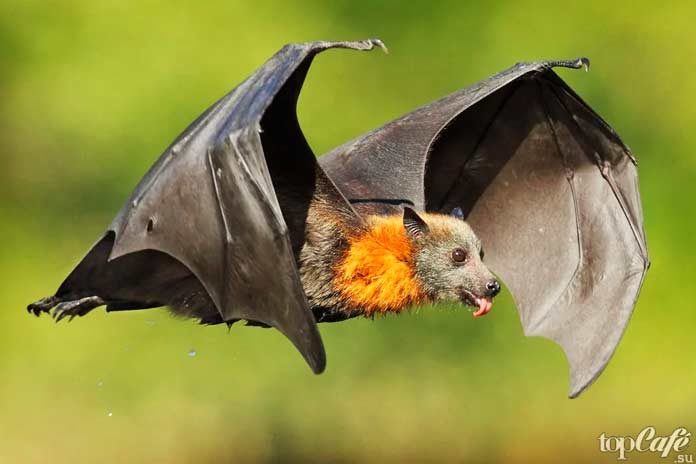 Крылатые помощники