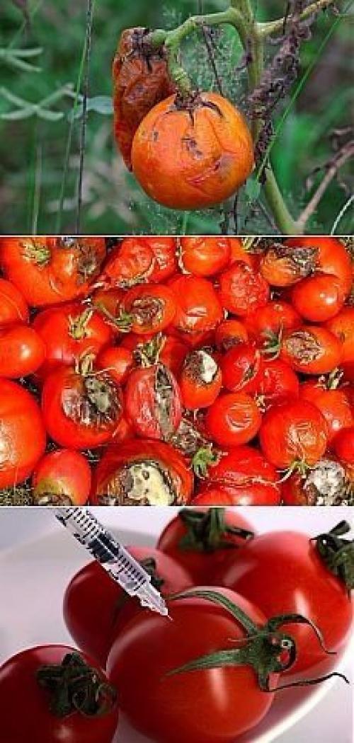 Народные методы борьбы с фитофторозом помидор. 02