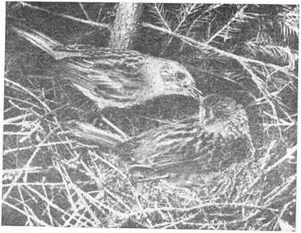 Рис. 1. Самец лесной завирушки кормит самку. Фото Ф. Штейнбаха