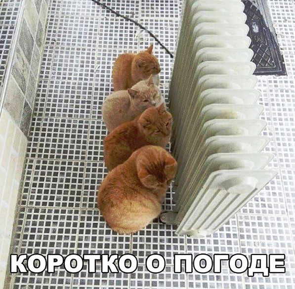 изображение: Коротко о погоде #Котоматрицы