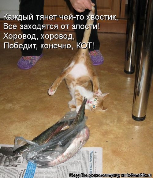 Лучшая котоматрица недели смешные картинки