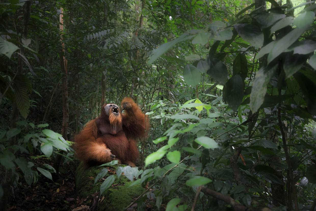 Вероятные победители Sony World Photography Awards 2018