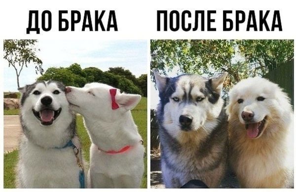 Весёлые картинки с просторов сети Весёлые картинки с просторов сети