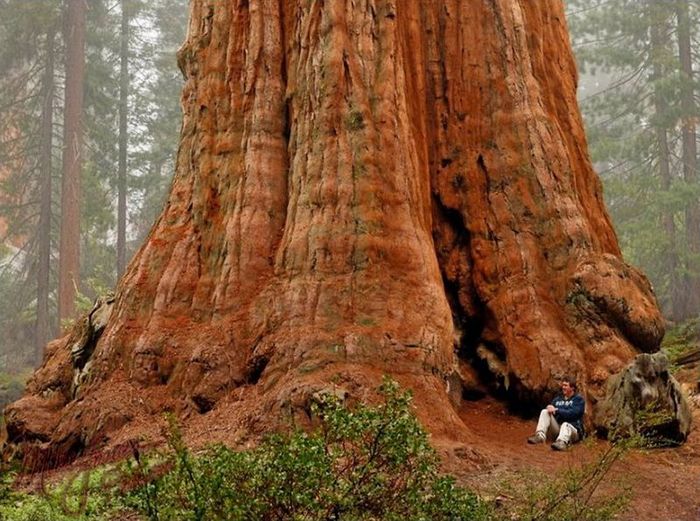 NewPix.ru - Самое большое дерево в мире