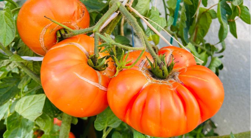 Почему трескаются помидоры и можно ли их спасти дача,сад и огород,советы огороднику