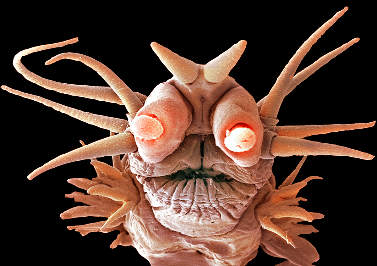 Наука: там, где живут чудовища Наука: там, где живут чудовища наука,чудовища, батискаф, океан, рыбы, черные курильщики