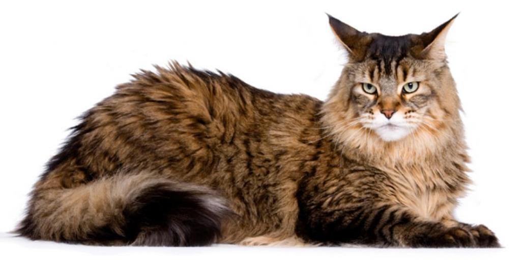 Почему кошки ездят на попе: причины, симптомы, варианты лечения