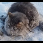 Замерзающую кошку спасли от мучительной смерти