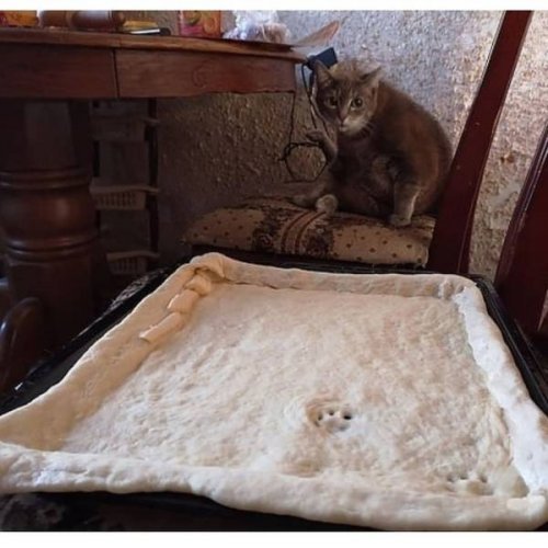 22 очаровательных животных, которые вызовут улыбку и подарят позитив