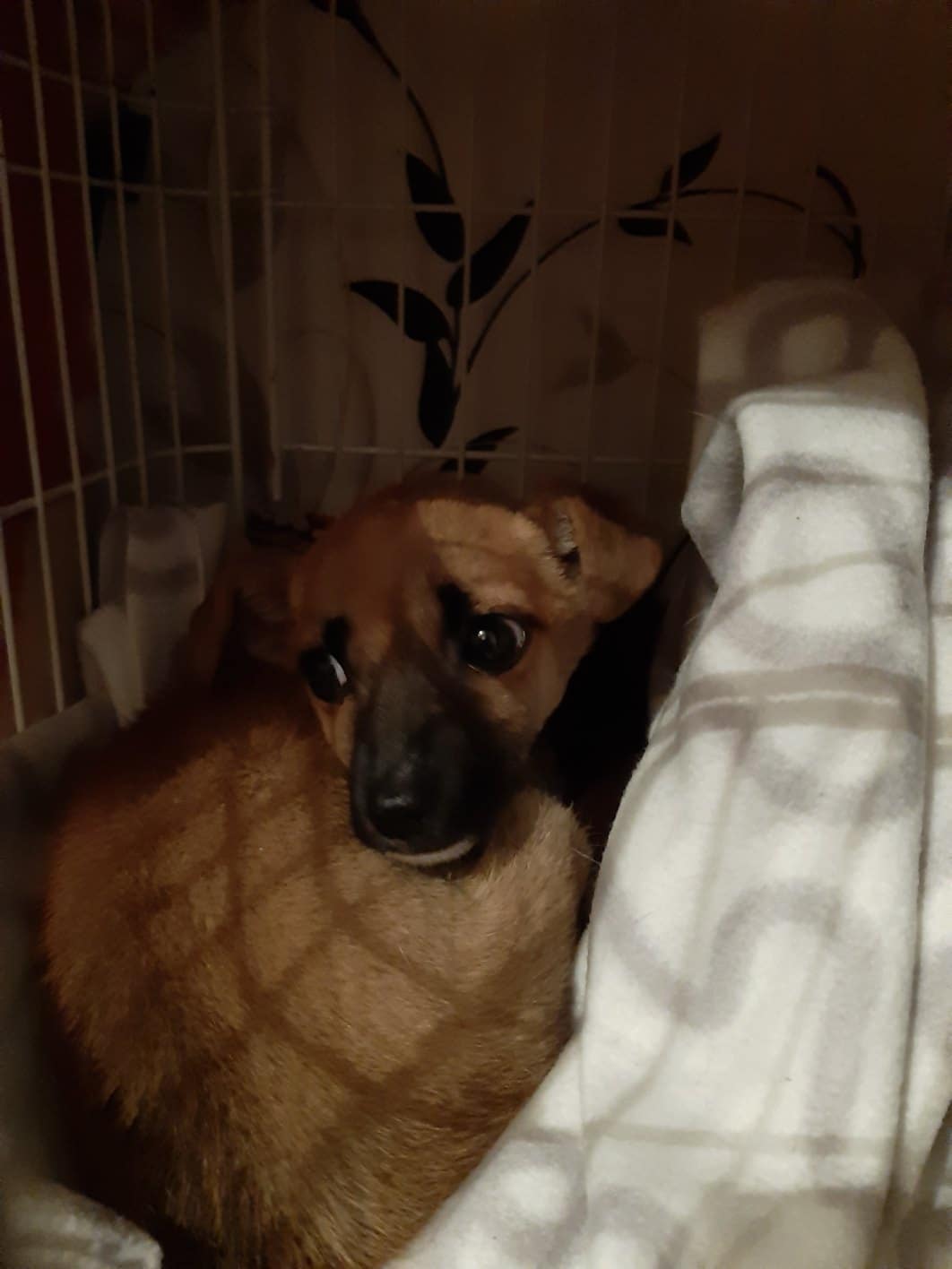 испуганный щенок