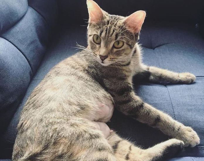 Без кота и жизнь не та