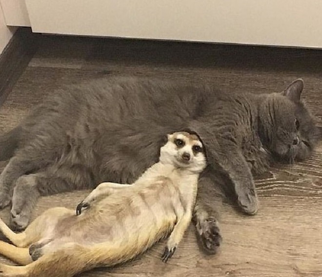 Питомцы лежат