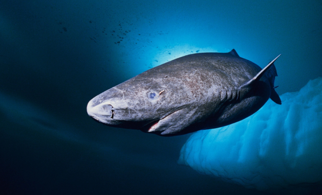 Ученые нашли акулу плавающую в океане с 1627 года: на данный момент ей почти 400 лет