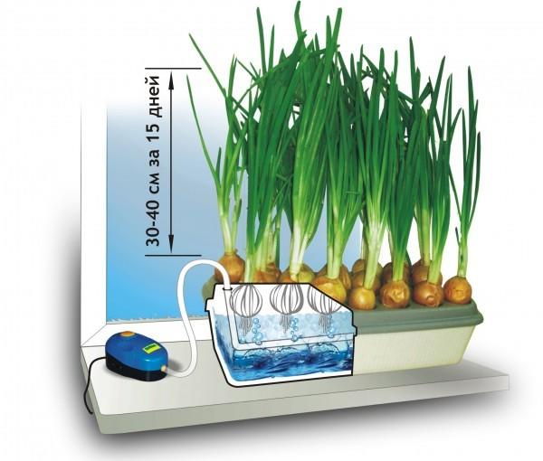 Как выращивать лук в домашних условиях в воде?