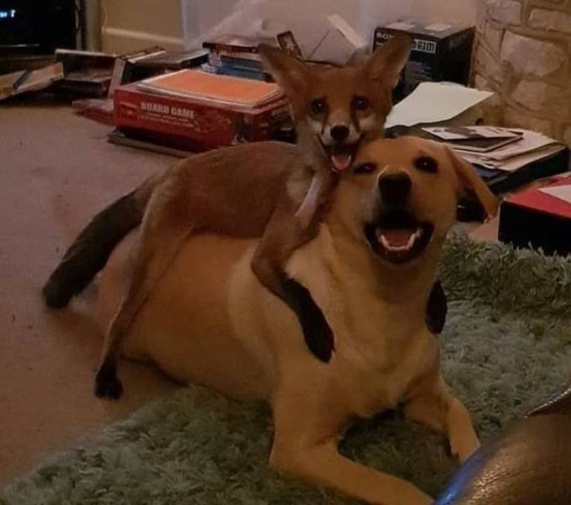 Подборка прикольных и забавных фотографий Подборка прикольных и забавных фотографий