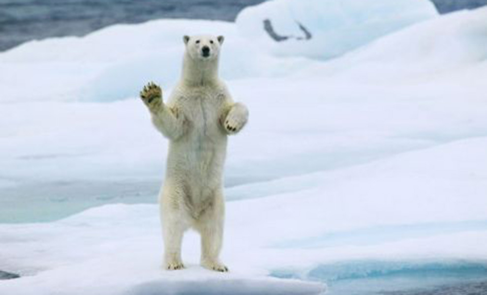 Ледокол причалил к льдине. Через 5 минут вышел белый медведь и попытался оттолкнуть корабль от айсберга: видео медведей, экспедиции, участникам, повезло, белые, медведи, корабль, практически, самом, море  На, замерзшее, судну, переплывают, которые, заснять, удалось, удалились  В, повстречать, взрослые, Более