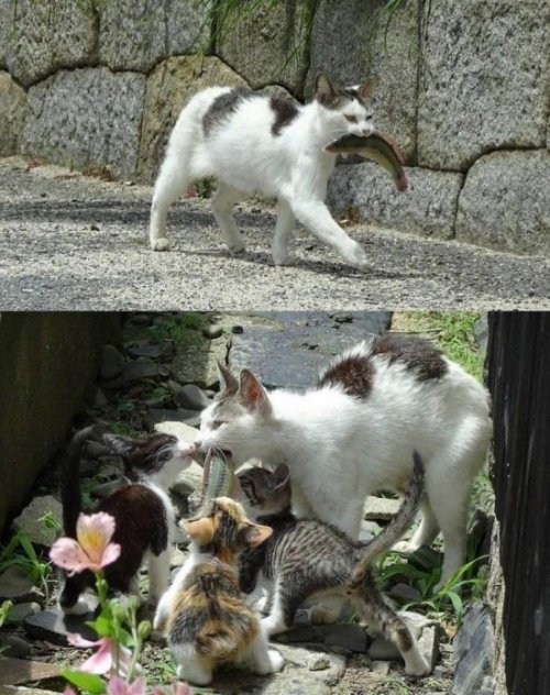 Прикольные картинки Прикольные картинки смешные картинки