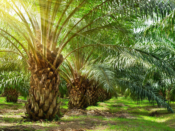 Яд для здоровья: как распознать пальмовое масло в составе продуктов масло, пальмовое, масла, пальмы, пальмового, также, можно, используется, которые, концу, Африке, жиров, насыщенных, содержит, Центральной, обязательной, производства, легко, масличные, начали