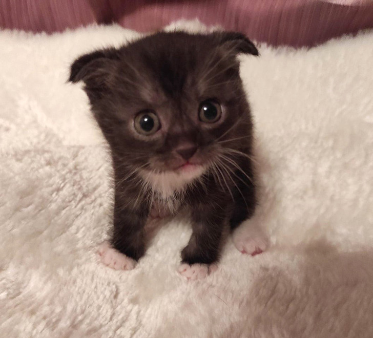 18 обитателей приюта, которые кого хочешь покорят, и моргнуть не успеешь 18 обитателей приюта, которые кого хочешь покорят, и моргнуть не успеешь