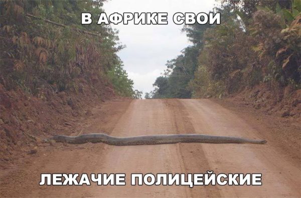 Весёлые картинки с просторов сети Весёлые картинки с просторов сети