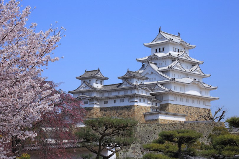 Himeji Castle and cherry blossom