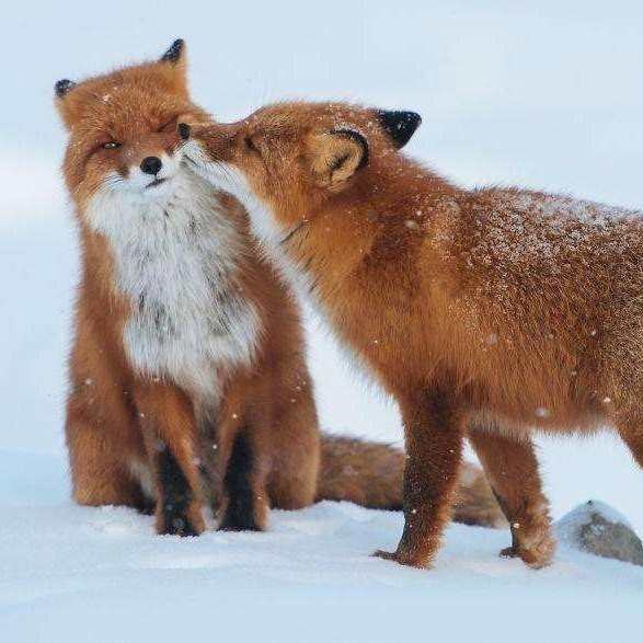 Написала письмо Деду Морозу. Отдала мужу. Жду веселые картинки