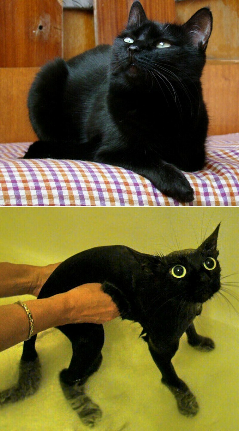 Кот после купания. Коты до и после купания. Черный котенок до и после. Кошка до и после мытья. Кот до и после помывки.