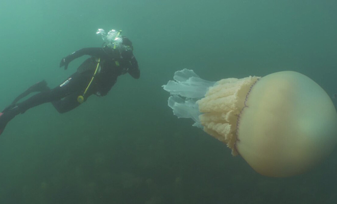 У побережья Англии под водой дайверы увидели медузу, размером больше человека канала, медузы, фотографироваться, обитателях, Лиззи, Дейли, ведущих, занималась, дайвингом, предполагала, рассказывать, морских, появление, любят, Wildfire, заставило, скорректировать, планы Бочковые, совершенно, неядовиты