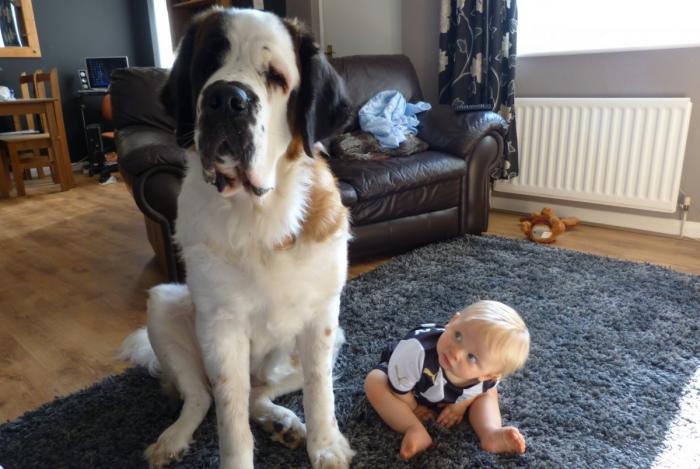 Научно подтвержденные причины завести собаку Научно подтвержденные причины завести собаку смешные картинки,угарные фотки,фото приколы,юмор