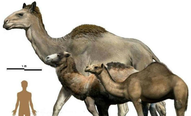 Сирийский ископаемый верблюд: гигант был больше слонов археология,огромные животные,Пространство,сирийский верблюд