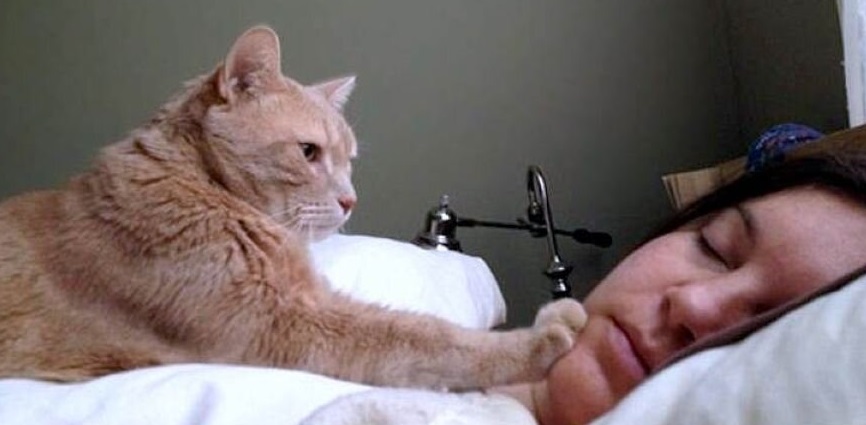 Жизненной мудрости я учусь у кота! Жизненной мудрости я учусь у кота! Барсик, произошли, дверь, ладно, чтобы, знаешь, обманул, Васька, подумал, перед, порвут, ТЫГЫДЫМ, Кошечка, когтями, никогда, Теперь, мышей, хочет, спрыгивает, стоит