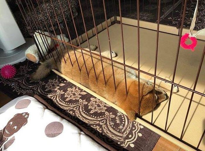 Прикольные картинки. Вечерний выпуск (100 фото)