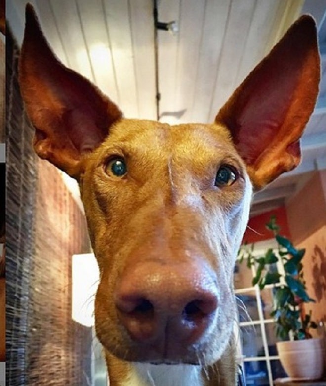 Необычная собака