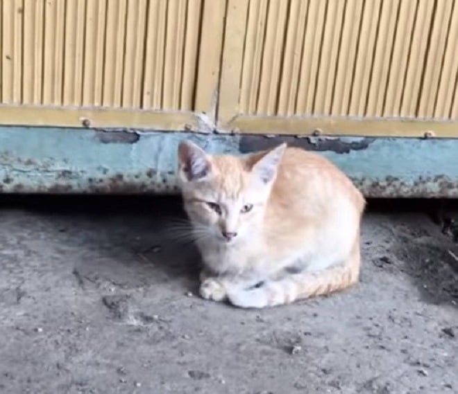 Бездомный котенок 