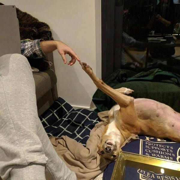 Весёлые картинки для всех: «Диалог между двумя гениями» 