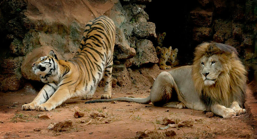 короли джунглей