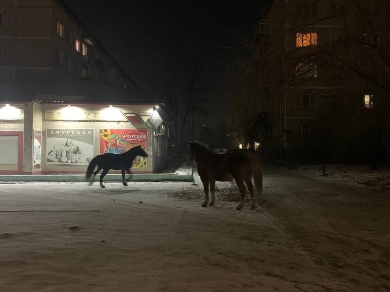 Три лошади бегают кругами у дома на Гаюсана в Чите