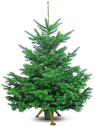 Датская елка