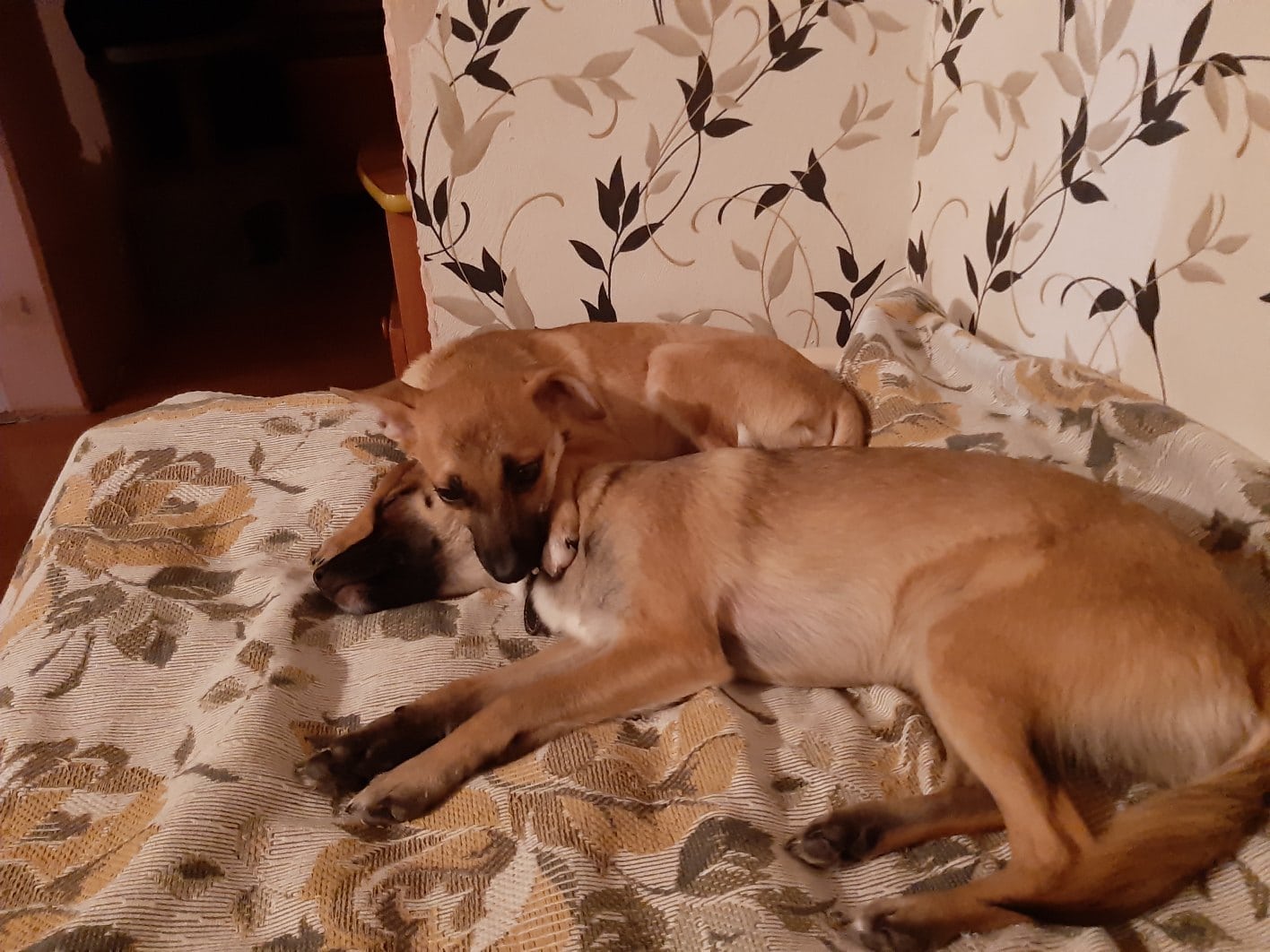 собаки в доме