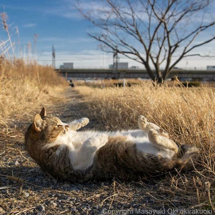 Уличные японокоты [ masayuki oki okirakuoki ] Кот, Фотография, Twitter, Длиннопост